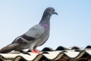 Pigeon Control, Pest Control in Bloomsbury, Gray's Inn, WC1. Call Now 020 8166 9746