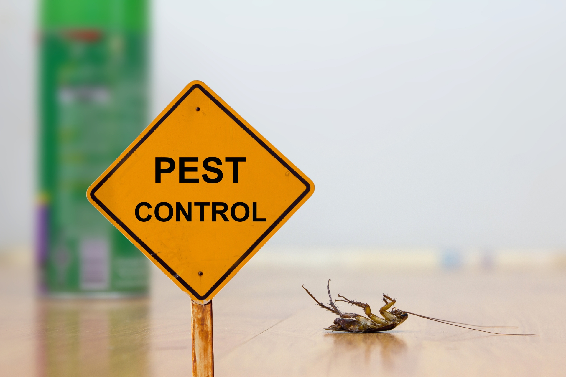 24 Hour Pest Control, Pest Control in Bloomsbury, Gray's Inn, WC1. Call Now 020 8166 9746