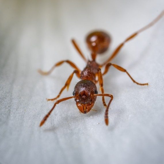 Field Ants, Pest Control in Bloomsbury, Gray's Inn, WC1. Call Now! 020 8166 9746