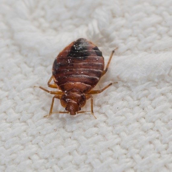Bed Bugs, Pest Control in Bloomsbury, Gray's Inn, WC1. Call Now! 020 8166 9746