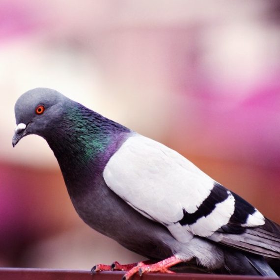 Birds, Pest Control in Bloomsbury, Gray's Inn, WC1. Call Now! 020 8166 9746