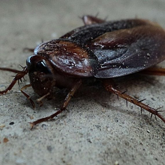 Cockroaches, Pest Control in Bloomsbury, Gray's Inn, WC1. Call Now! 020 8166 9746