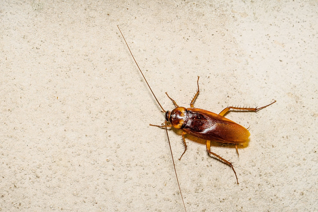 Cockroach Control, Pest Control in Bloomsbury, Gray's Inn, WC1. Call Now 020 8166 9746