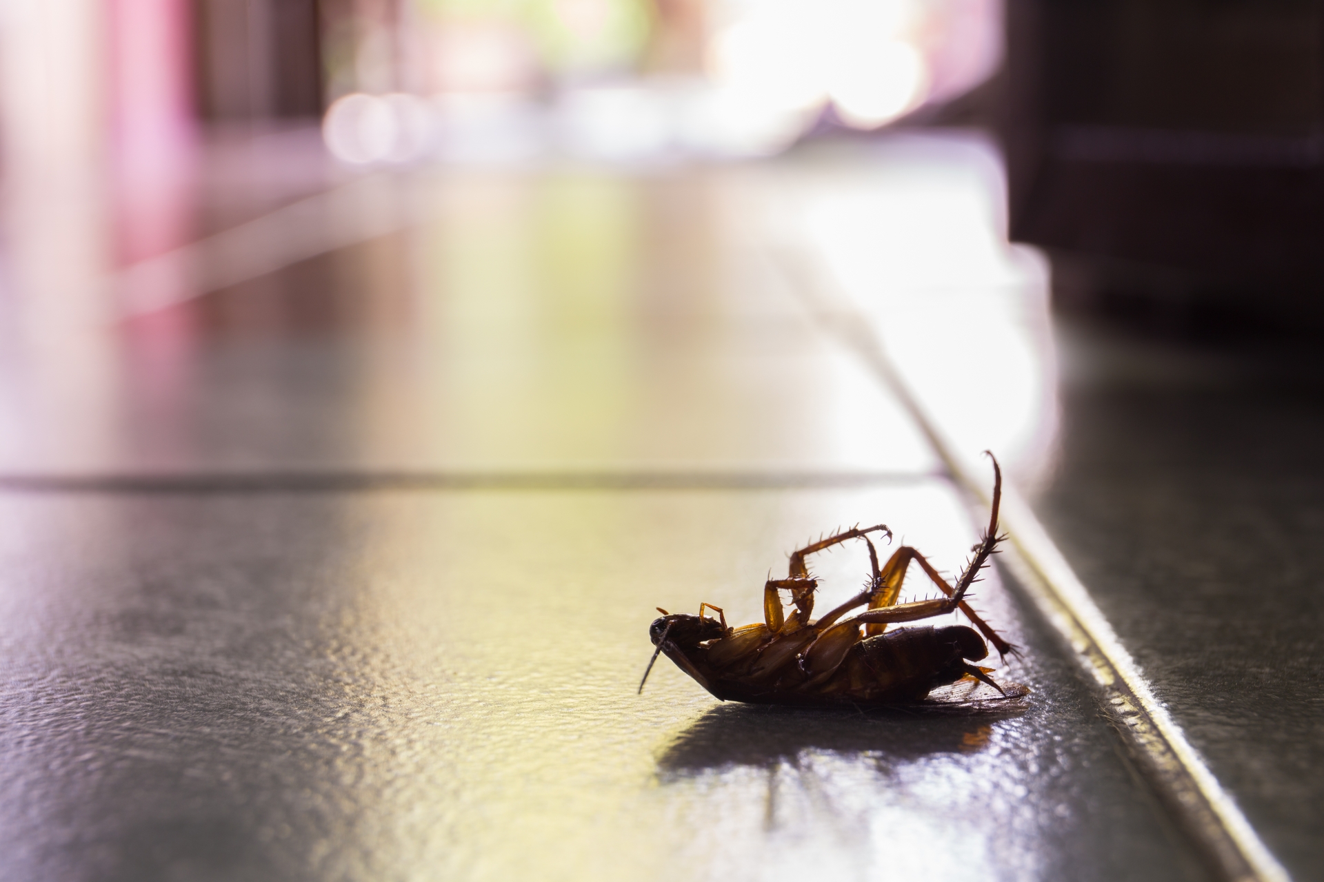 Cockroach Control, Pest Control in Bloomsbury, Gray's Inn, WC1. Call Now 020 8166 9746