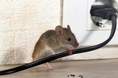 Pest Control in Bloomsbury, Gray's Inn, WC1. Call Now! 020 8166 9746
