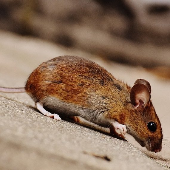 Mice, Pest Control in Bloomsbury, Gray's Inn, WC1. Call Now! 020 8166 9746