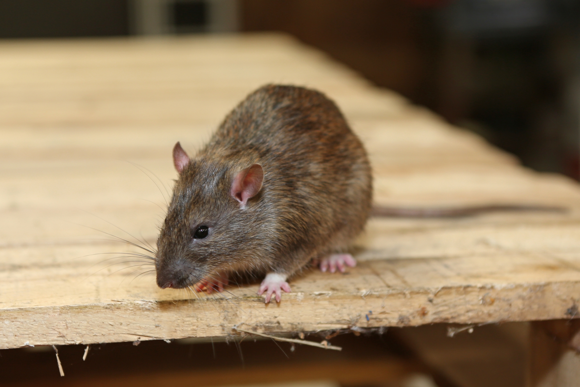 Rat Infestation, Pest Control in Bloomsbury, Gray's Inn, WC1. Call Now 020 8166 9746