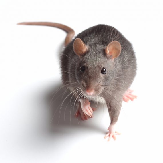 Rats, Pest Control in Bloomsbury, Gray's Inn, WC1. Call Now! 020 8166 9746