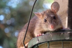 Rat Infestation, Pest Control in Bloomsbury, Gray's Inn, WC1. Call Now 020 8166 9746