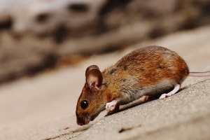 Mouse extermination, Pest Control in Bloomsbury, Gray's Inn, WC1. Call Now 020 8166 9746