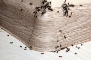 Ant Control, Pest Control in Bloomsbury, Gray's Inn, WC1. Call Now 020 8166 9746