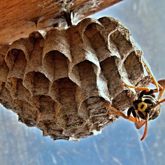 Wasps Nest, Pest Control in Bloomsbury, Gray's Inn, WC1. Call Now! 020 8166 9746